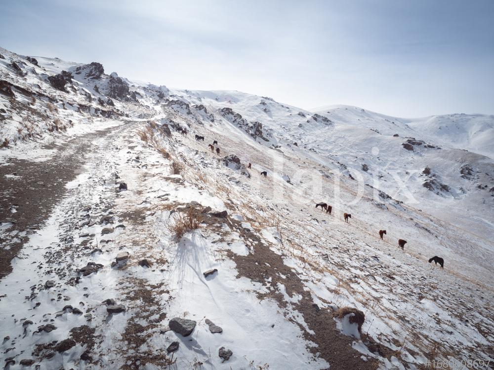 Horses grazing in Tian Shan mountains on winter