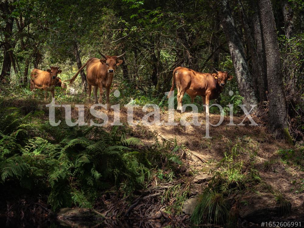 Vacas pastando cerca de la orilla del río Limia