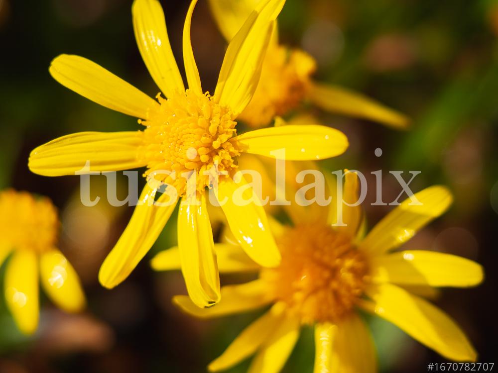 Senecio squalidus close-up