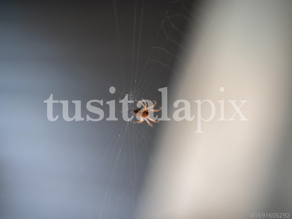 A spider making a web