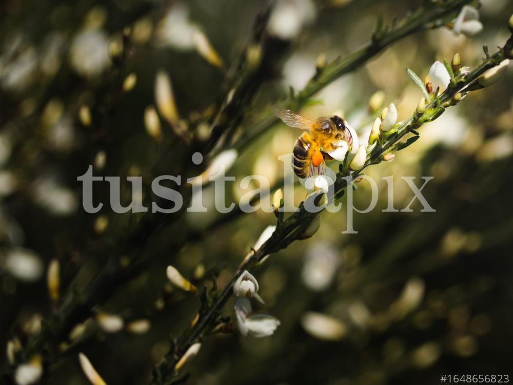 Bee pollinating