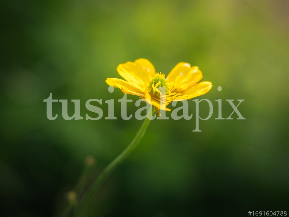 Ranunculus acris L. in Norway