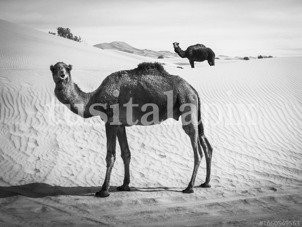Dromedarios en el desierto de Marruecos