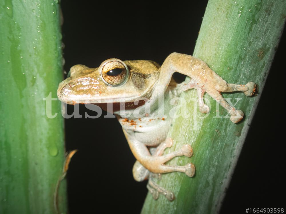 Frog on bamboo cane