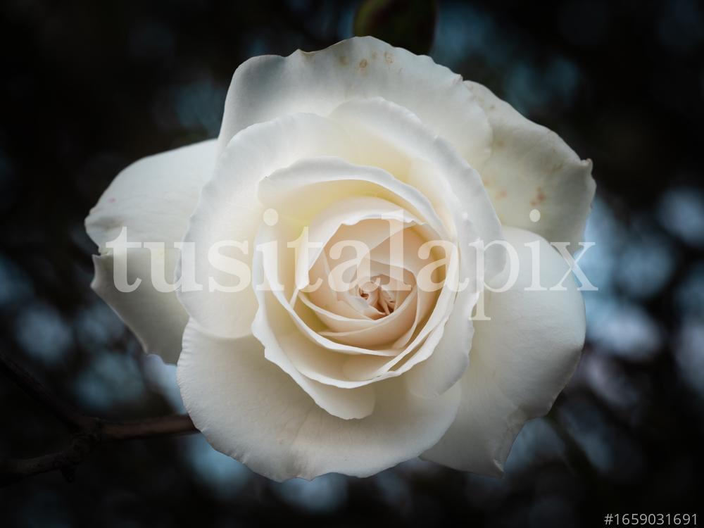 Una rosa blanca