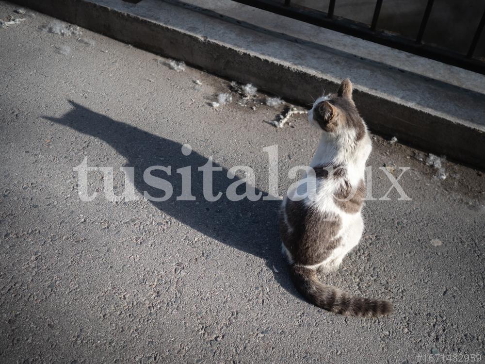 Cat shadow on the streets of Bishkek, Kyrgyzstan