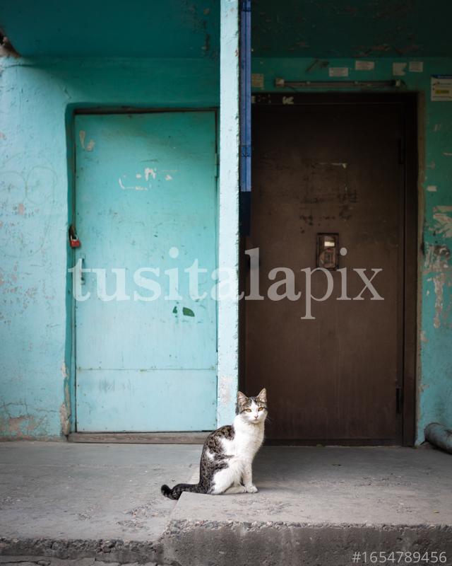 A cat waiting to be petted in front of the door