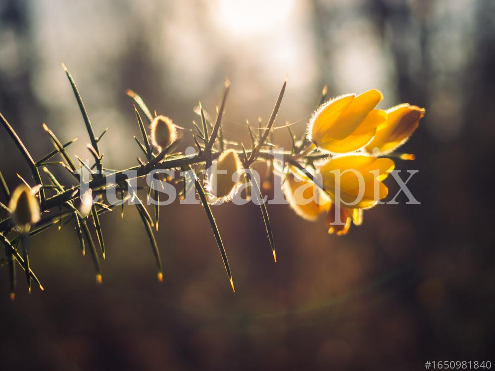 Ulex Europaeus. Gorse comú