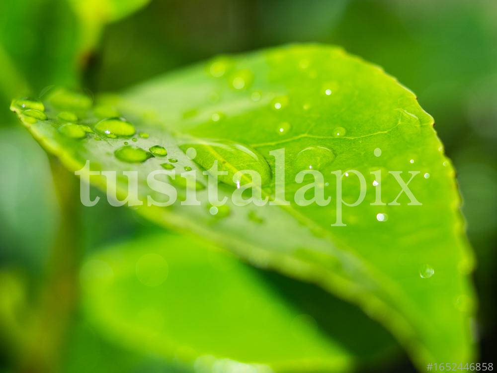 Planta de color verde con gotas de agua