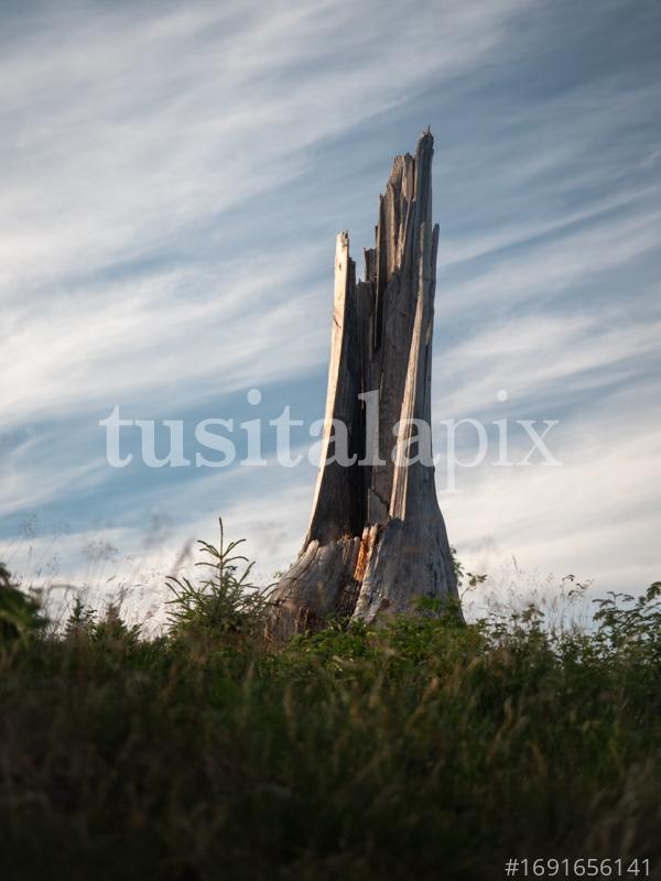 Un arbre buit per dins