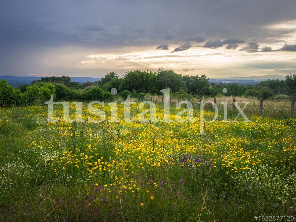 Prado verde con flores en Galicia