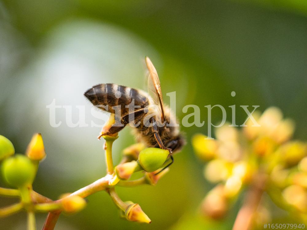 Abeja polinizando una flor