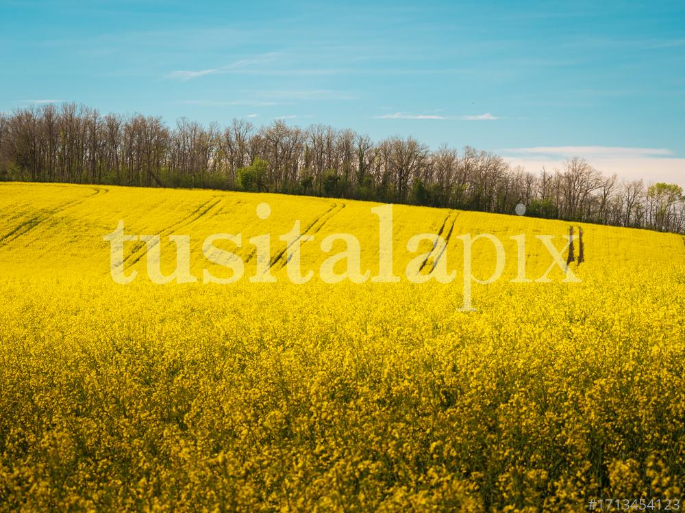 Colors de primavera